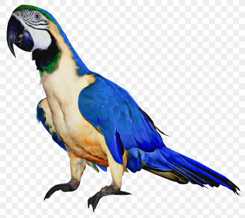 Bird Parrot, PNG, 882x787px, Budgerigar, Amazon Parrot, Beak, Bird, Loriini Download Free