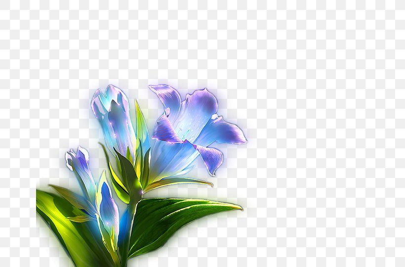 Blue Light Lilium, PNG, 712x540px, Blue, Color, Computer Software, Crocus, Flower Download Free