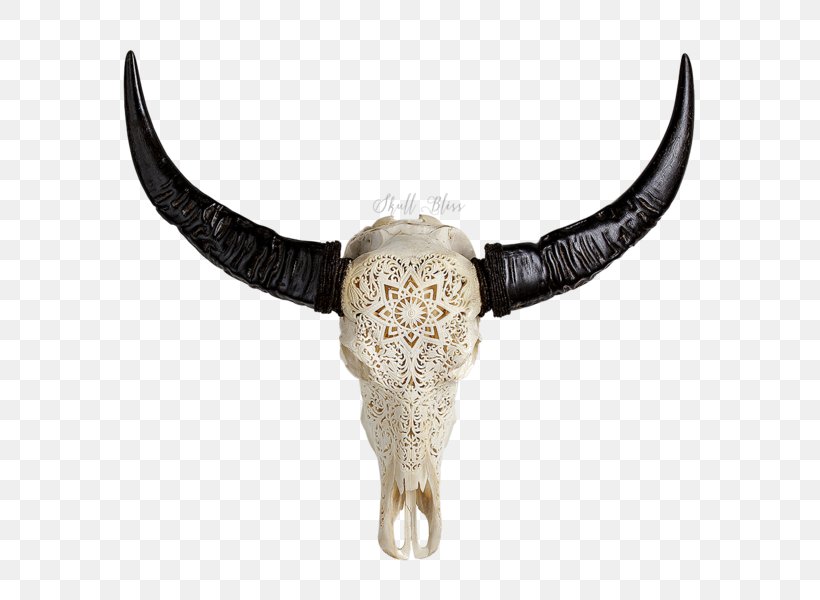 Cattle Horn Animal Skulls Water Buffalo, PNG, 600x600px, Cattle, Animal, Animal Skulls, Bone, Bull Download Free