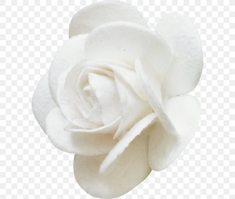 Garden Roses Cut Flowers Rosa Brunonii White, PNG, 600x695px, Garden Roses, Bud, Cut Flowers, Flower, Flowering Plant Download Free