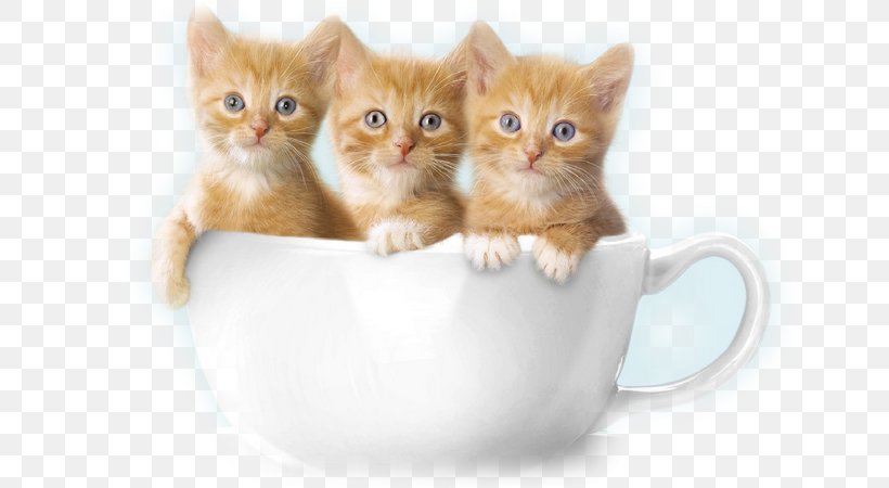 Kitten Puppy Ragdoll Hamster Cuteness, PNG, 800x450px, Kitten, Animal, Carnivoran, Cat, Cat Breed Download Free