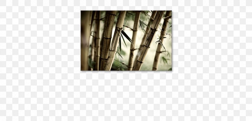 Tropical Woody Bamboos Watercolor Painting Canvas Paper, PNG, 870x421px, Tropical Woody Bamboos, Bamboo, Canvas, Canvas Print, Fototapet Download Free