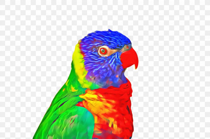 Bird Parrot, PNG, 2448x1632px, Macaw, Beak, Bird, Budgie, Feather Download Free