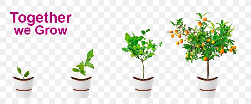 Carnivorous Plant Drosophyllum Clip Art, PNG, 805x340px, Plant, Carnivorous Plant, Flower, Flowerpot, Grass Download Free