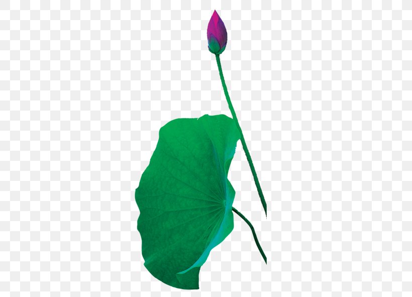 Leaf Green Nelumbo Nucifera Lotus Effect, PNG, 591x591px, Leaf, Bud, Bulb, Flower, Flowering Plant Download Free