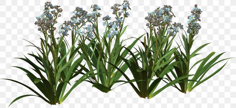Plant Scorpion Grasses Clip Art, PNG, 3001x1377px, Plant, Animation, Child, Cut Flowers, Digital Image Download Free
