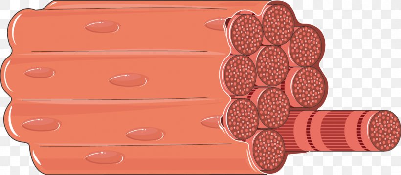 Skeletal Muscle Human Body Anatomy Muscle Fascicle, PNG, 1105x485px, Skeletal Muscle, Anatomy, Femur, Human Body, Human Musculoskeletal System Download Free