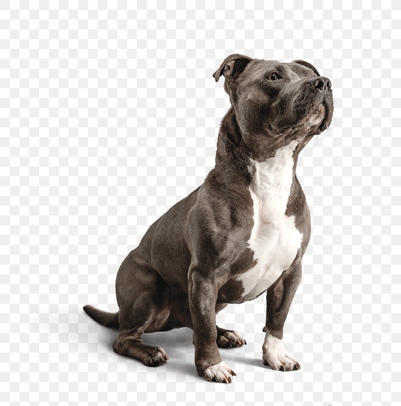 american staffordshire terrier food