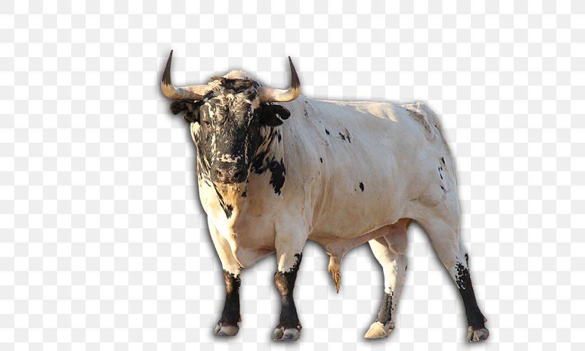 Texas Longhorn Zebu English Longhorn Ox, PNG, 589x492px, Texas Longhorn, Bull, Cattle Like Mammal, Cow Goat Family, English Longhorn Download Free
