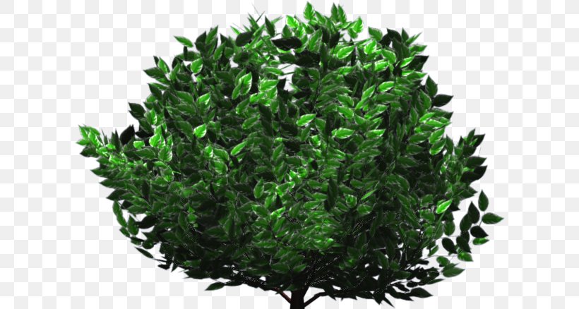 Tree Shrub Herb Evergreen Leaf, PNG, 610x438px, Tree, Evergreen, Grass, Herb, Leaf Download Free