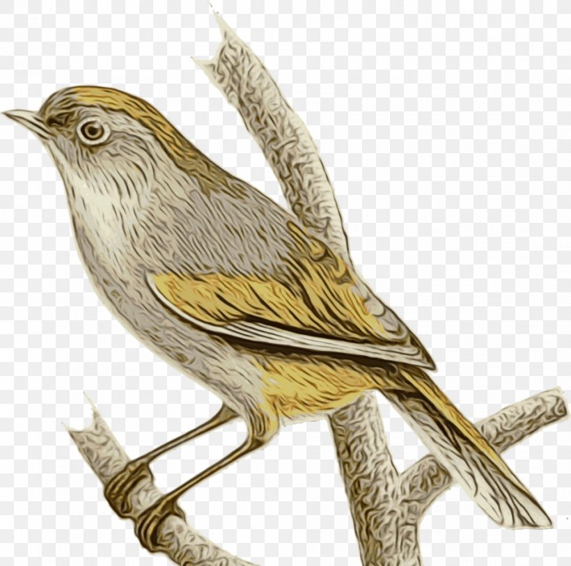 Bird Cartoon, PNG, 958x950px, Wren, American Sparrows, Beak, Bird, Common Nightingale Download Free
