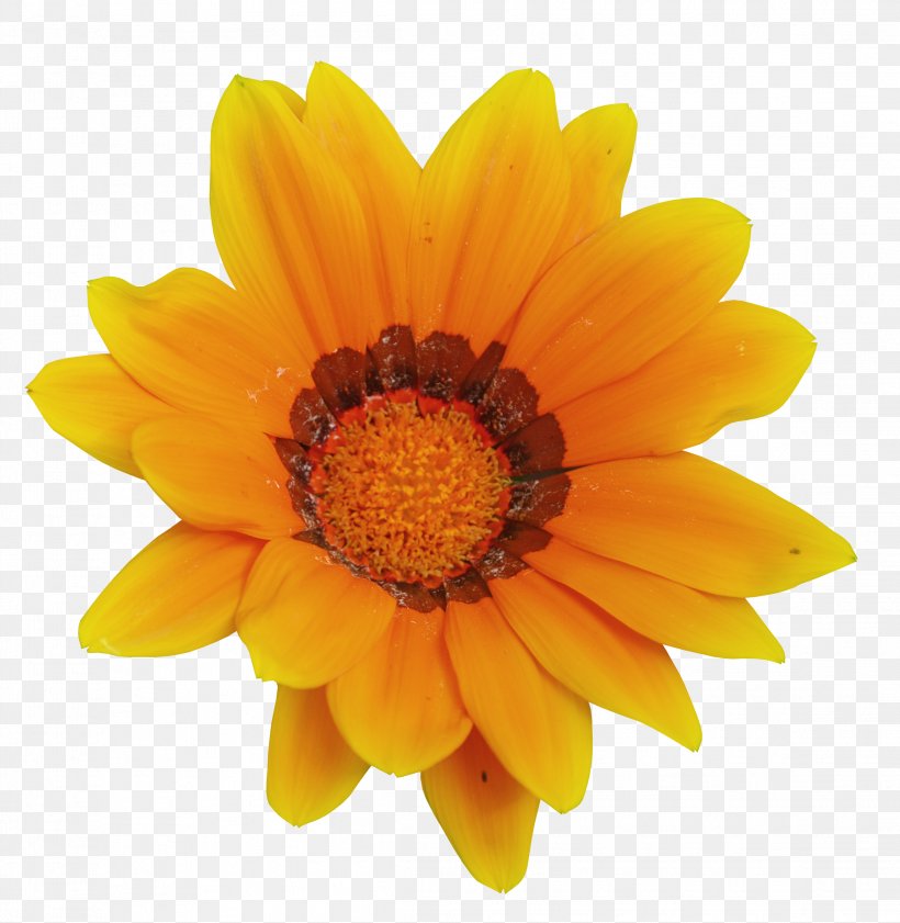 Calendula Officinalis Mexican Marigold Flower Tagetes Lucida Clip Art, PNG, 2292x2352px, Calendula Officinalis, Calendula, Chrysanths, Color, Common Sunflower Download Free