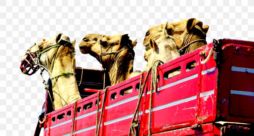 Camel Face Car Truck Vehicle, PNG, 1280x686px, Camel, Antique Car, Camel Face, Camel Like Mammal, Campervans Download Free