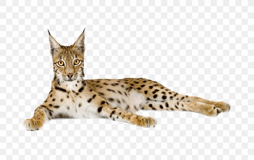 Eurasian Lynx Cheetah, PNG, 850x535px, Bengal Cat, Animal, Bengal, Bobcat, California Spangled Download Free