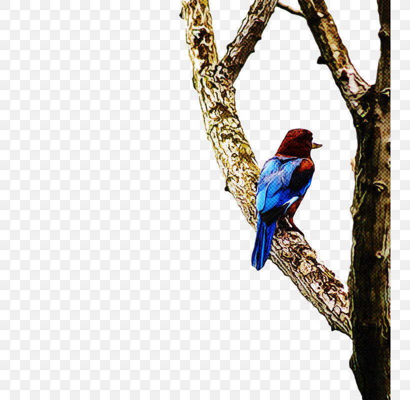 Feather, PNG, 743x800px, Macaw, Beak, Biology, Birds, Bluebirds Download Free