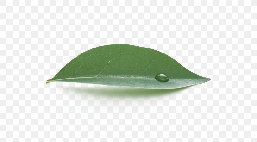 Leaf Green Water, PNG, 640x454px, Leaf, Grass, Green, Plant, Water Download Free