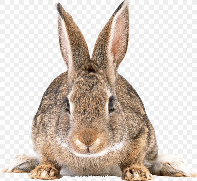 Rabbit Clip Art, PNG, 1814x1664px, Easter Bunny, Angel Bunny, Domestic Rabbit, European Rabbit, Fauna Download Free