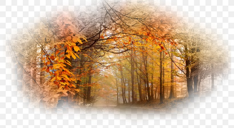Tree Desktop Wallpaper Wood Autumn UXGA, PNG, 800x450px, Tree, Autumn, Computer, Forest, Highdefinition Television Download Free