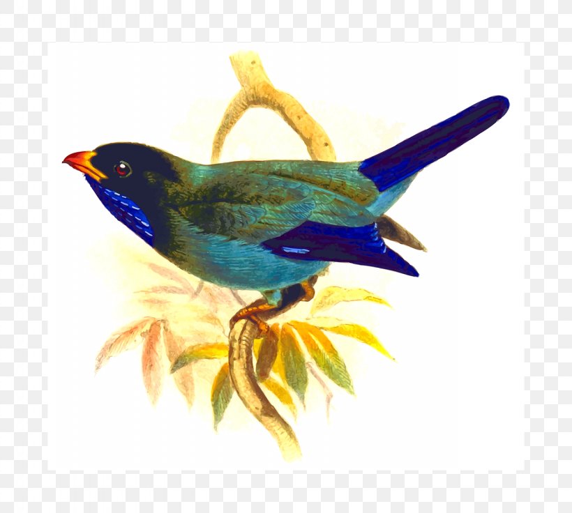 Clip Art Bird Parrot Openclipart, PNG, 1280x1150px, Bird, Beak, Fauna, Feather, Finch Download Free