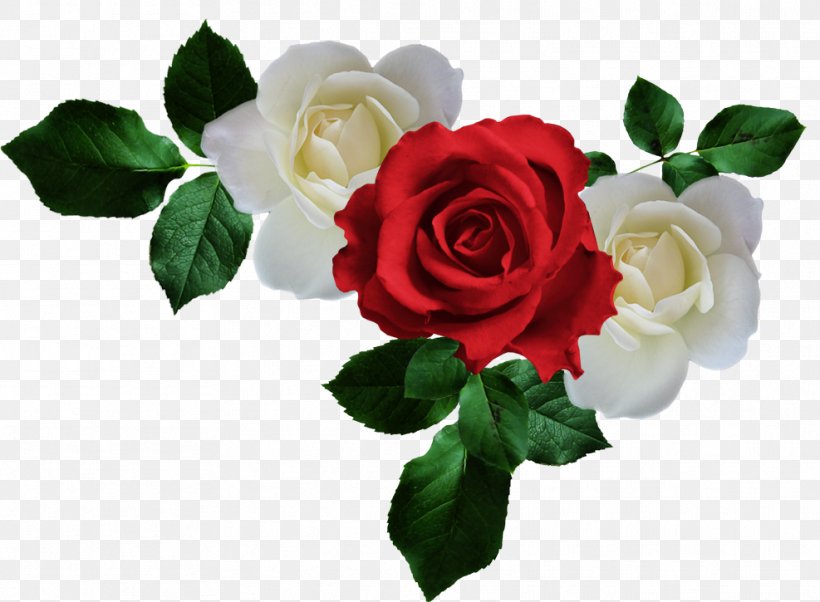 Garden Roses Wars Of The Roses Picture Frame Clip Art, PNG, 987x725px, Garden Roses, Artificial Flower, Blog, Composition, Cut Flowers Download Free