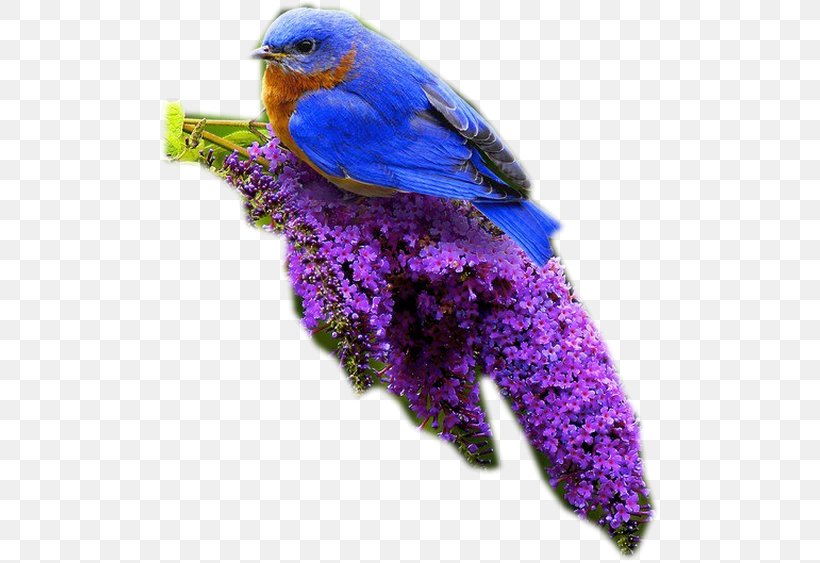 Hummingbird Flight Blue Sky, PNG, 500x563px, Bird, Animal, Beak, Blue, Bluebird Download Free