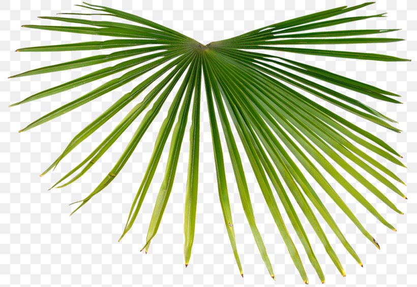 Asian Palmyra Palm Palm Branch Tropics Arecaceae, PNG, 800x565px, Asian Palmyra Palm, Arecaceae, Arecales, Borassus, Borassus Flabellifer Download Free