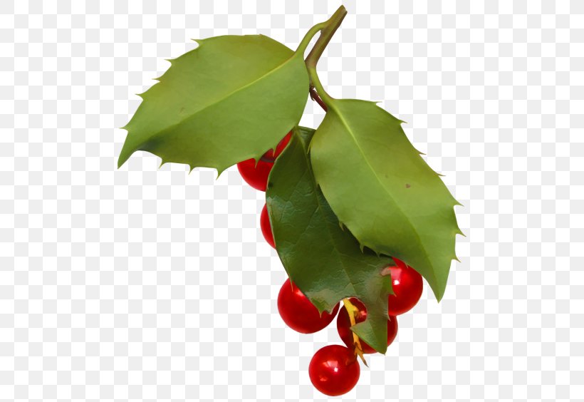 Berry Auglis Ilex Crenata Fruit Clip Art, PNG, 500x564px, Berry, Aquifoliaceae, Aquifoliales, Auglis, Cherry Download Free