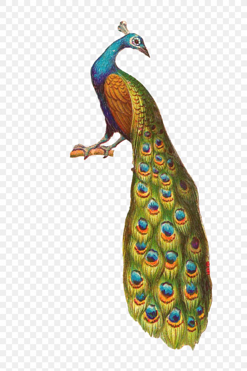 Bird Peafowl Clip Art, PNG, 1067x1600px, Bird, Beak, Feather, Galliformes, Peafowl Download Free