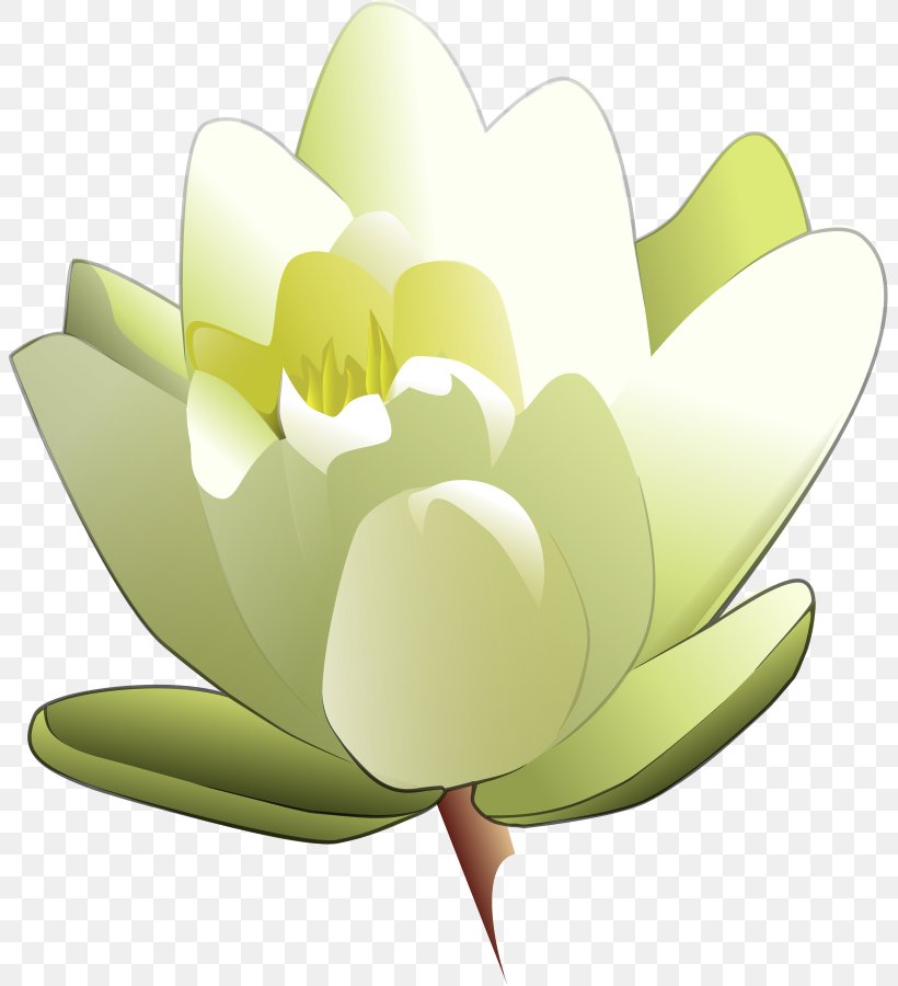 Easter Lily Tiger Lily Flower Clip Art, PNG, 803x900px, Easter Lily, Aquatic Plant, Arumlily, Floral Design, Flower Download Free