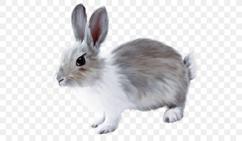 French Lop Easter Bunny European Rabbit, PNG, 557x480px, French Lop, Clipping Path, Display Resolution, Domestic Rabbit, Easter Bunny Download Free