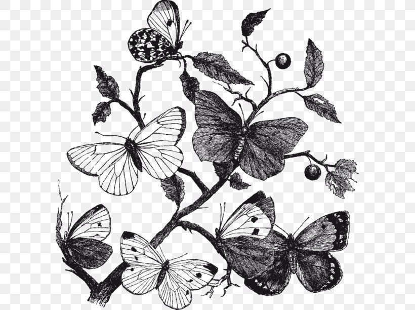 Butterfly Insect Nature Clip Art, PNG, 600x612px, Butterfly, Black And White, Brush Footed Butterfly, Color, Drawing Download Free