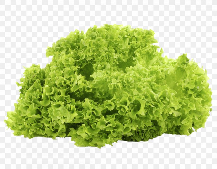 Leaf Lettuce Vegetable Salad Iceberg Lettuce Produce, PNG, 1200x938px, Leaf Lettuce, Annual Plant, Beetroots, Cruciferous Vegetables, Flower Download Free
