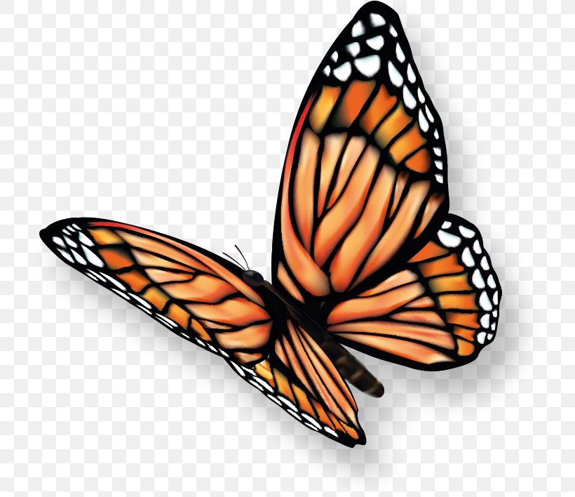 Monarch Butterfly Pieridae Clip Art, PNG, 730x708px, Monarch Butterfly, Arthropod, Brush Footed Butterfly, Brushfooted Butterflies, Butterflies And Moths Download Free