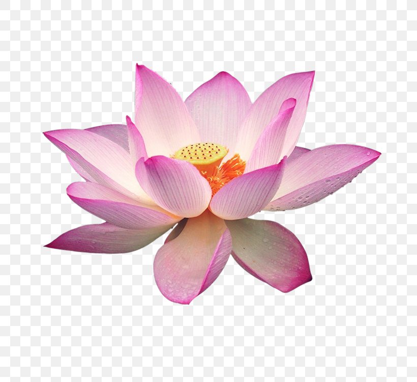 Nelumbo Nucifera Download Clip Art, PNG, 750x750px, Nelumbo Nucifera, Aquatic Plant, Flower, Flowering Plant, Information Download Free