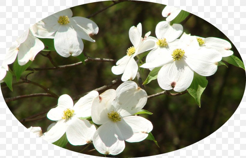 Viburnum, PNG, 1600x1029px, Viburnum, Blossom, Flower, Flowering Plant, Plant Download Free