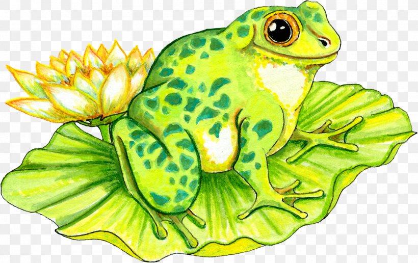 Frog Water Lily Amphibian Clip Art, PNG, 1492x939px, Frog, Amphibian, Cartoon, Drawing, Fauna Download Free