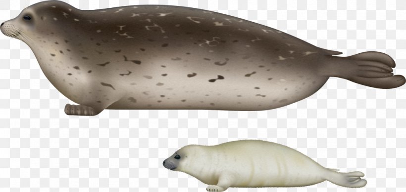 Harbor Seal Sea Lion Caspian Seal Marine Mammal, PNG, 1024x486px, Harbor Seal, Animal Figure, Caspian Sea, Earless Seal, Elephant Seal Download Free