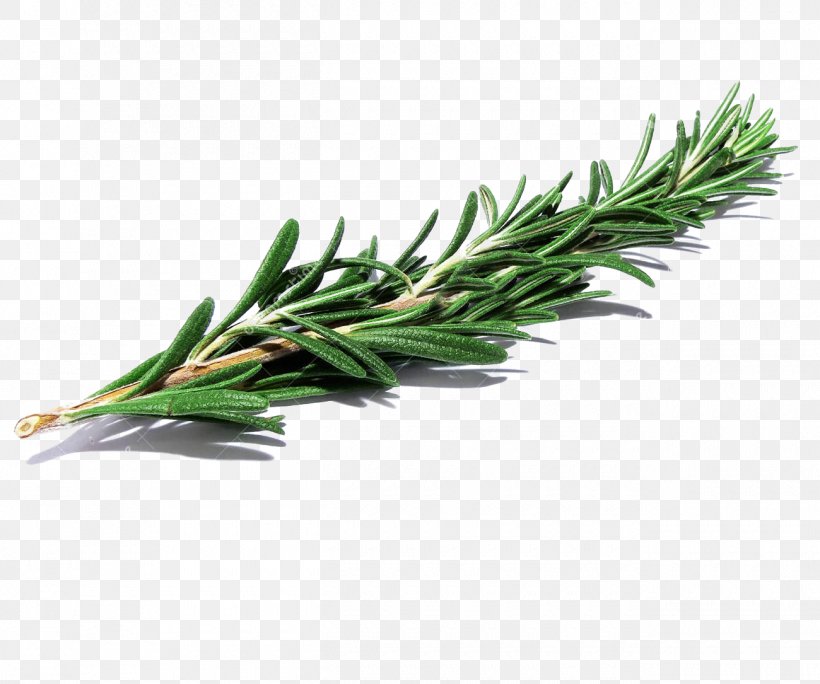 Rosemary Herb Drawing, PNG, 1300x1085px, The Sprig Of Rosemary, Agastache Foeniculum, Drawing, Grass, Grass Family Download Free
