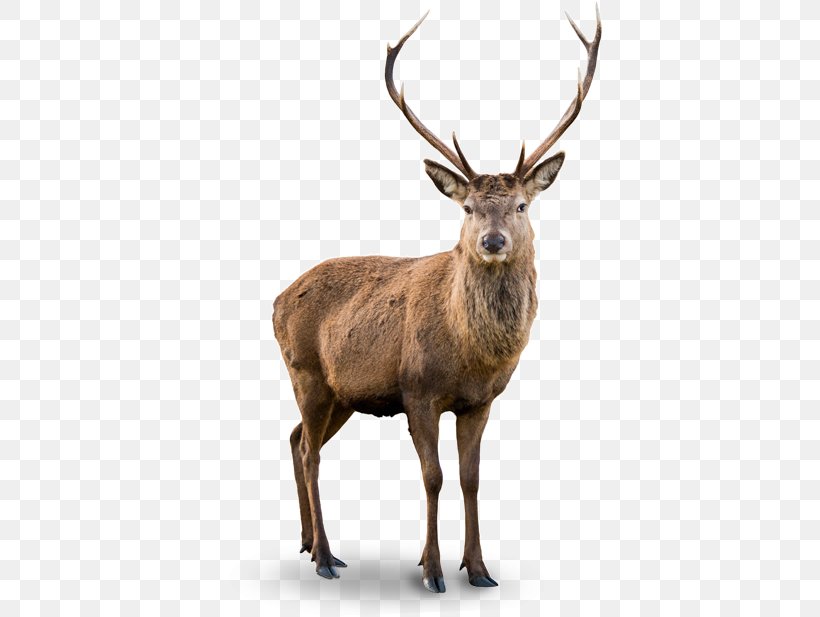 White-tailed Deer Red Deer Elk Barasingha, PNG, 600x617px, Deer, Antler, Barasingha, Chital, Decal Download Free