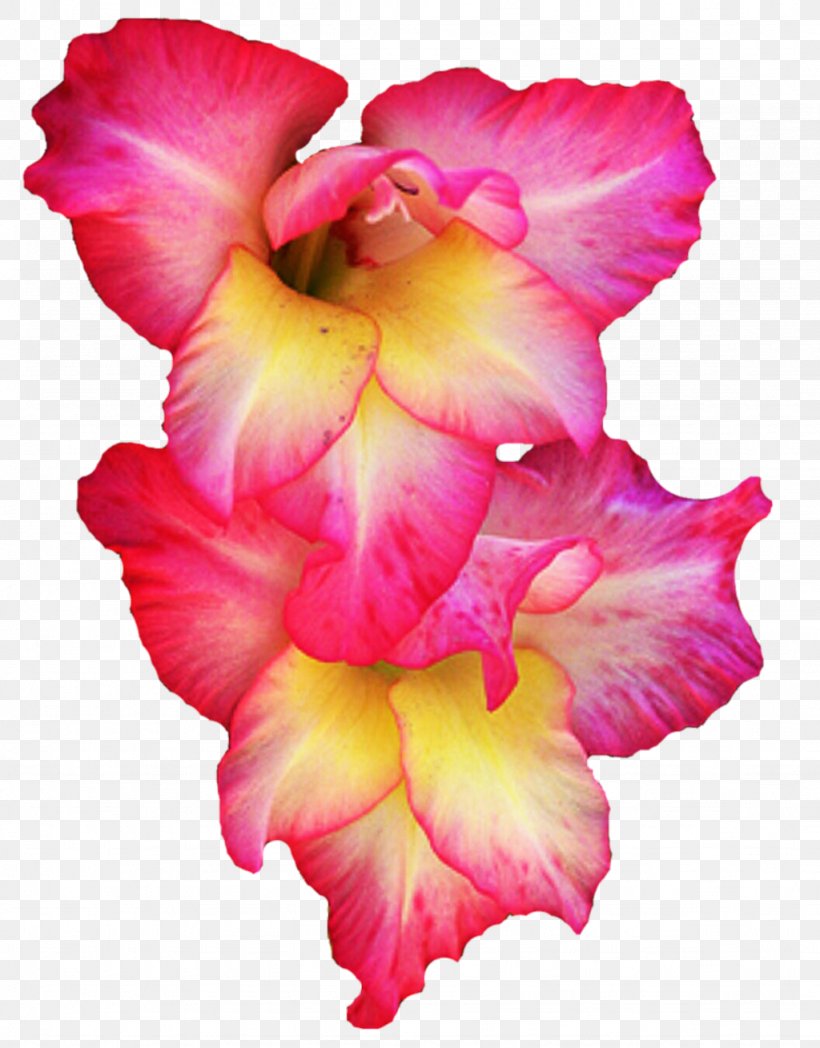 Gladiolus Flower Clip Art, PNG, 1024x1309px, Gladiolus, Cut Flowers, Display Resolution, Flower, Flowering Plant Download Free