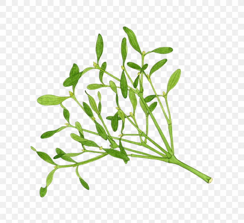 Herb Mistletoe Illustration, PNG, 1024x938px, Herb, Branch, Christmas, Flora, Grass Download Free