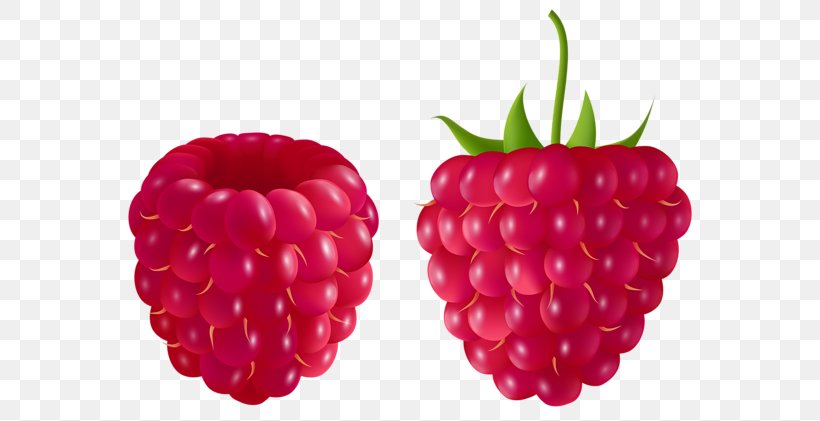 Raspberry Muffin Blackberry Clip Art, PNG, 600x421px, Raspberry, Accessory Fruit, Berry, Blackberry, Blog Download Free