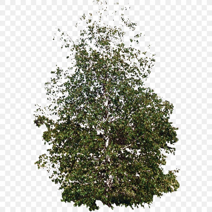 Shrub Evergreen Plane Trees Leaf, PNG, 991x991px, Shrub, Branch, Branching, Evergreen, Flowering Plant Download Free