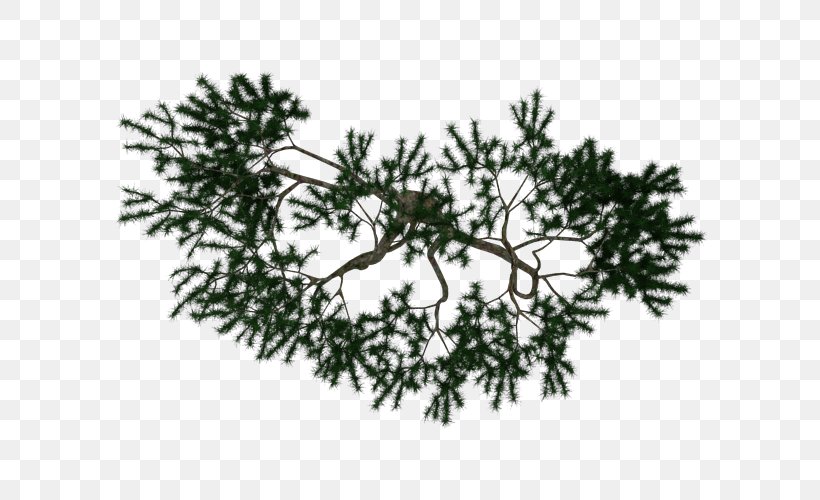 Tree Honey Locust Branch Conifers Sequoia National Park, PNG, 700x500px, Tree, Branch, Christmas Tree, Coast Redwood, Conifer Download Free