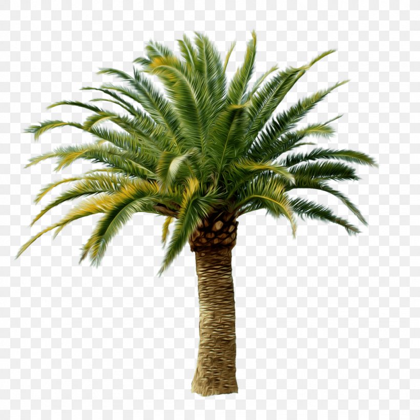 Arecaceae Clip Art, PNG, 1024x1024px, Ceroxyloideae, Areca Palm, Arecaceae, Arecales, Coconut Download Free