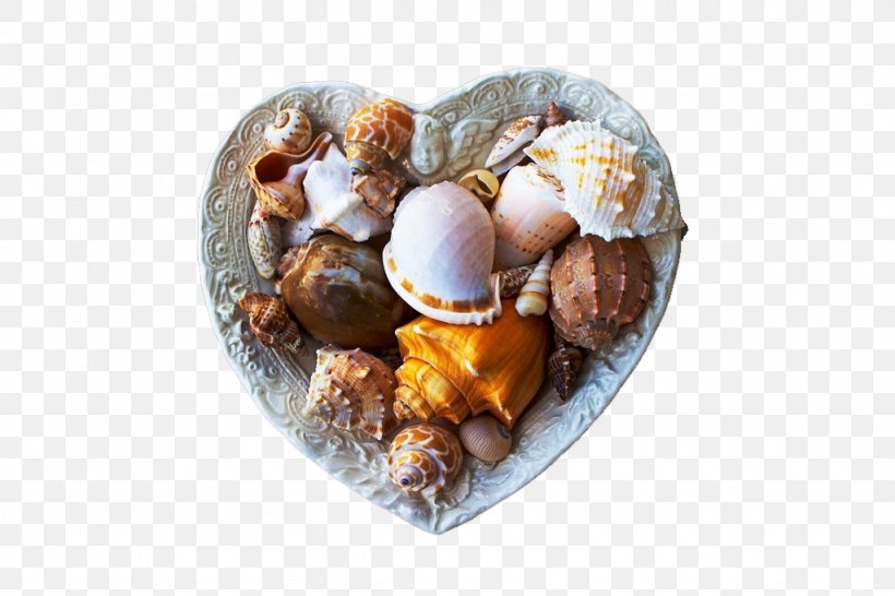 Bivalvia Seashell Mollusc Shell, PNG, 1024x683px, Molluscs, Animal Source Foods, Caracola, Food, Marine Download Free