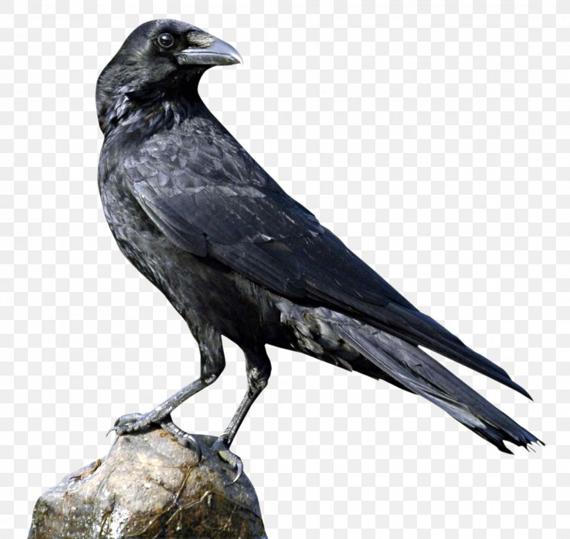 Crows U015aru0101ddha, PNG, 2083x1970px, House Crow, American Crow, Beak, Bird, Crow Download Free