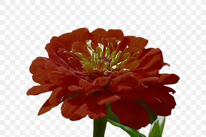 Orange, PNG, 2448x1636px, Flower, Common Zinnia, Cut Flowers, Orange, Petal Download Free