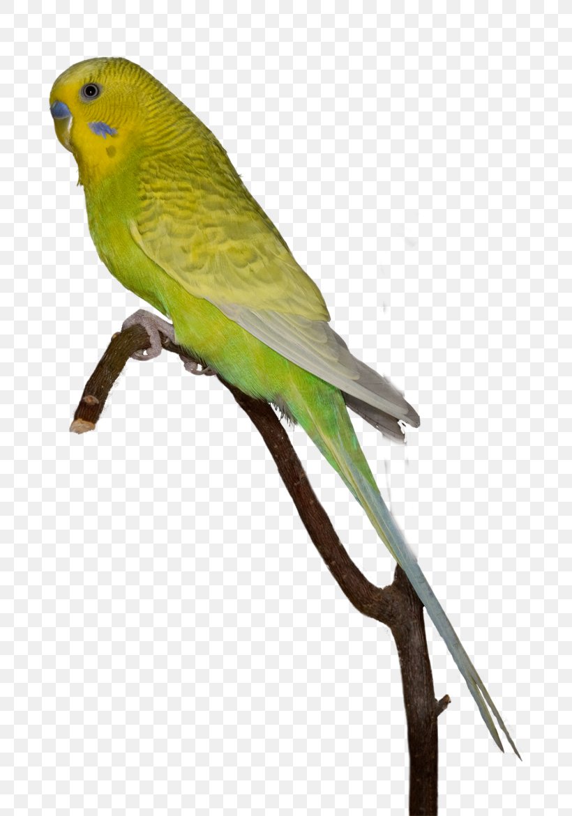 Budgerigar Lovebird Macaw Parakeet, PNG, 800x1171px, Budgerigar, Animaatio, Animal, Aviary, Beak Download Free