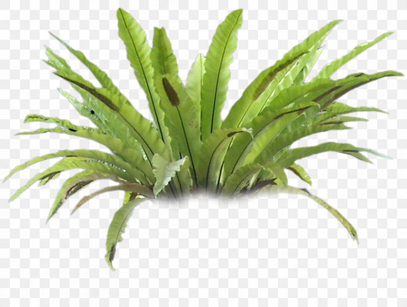 Plant Fern Tree, PNG, 856x646px, Plant, Arecales, Fern, Flowerpot, Grass Download Free